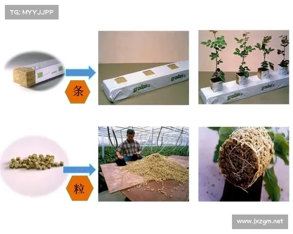 如何创造适宜高地红石榴生长的理想环境与栽培技巧 如何创造适宜高地红石榴生长的理想环境与栽培技巧